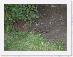 Egels in de tuin 009 * 3648 x 2736 * (6.24MB)